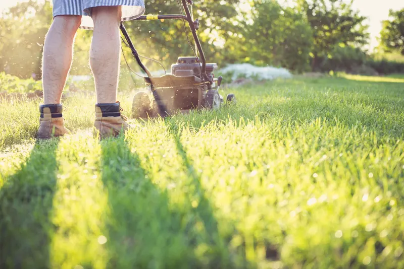 Gardener mowing lawn with a push mower on a sunny afternoon, wearing boots and shorts