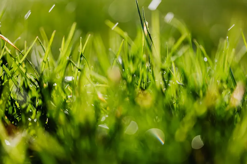 Closeup of fresh green grass growing on meadow in sunny summer day