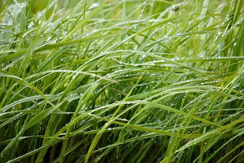Close-up of vibrant green grass covered with sparkling dewdrops after rain