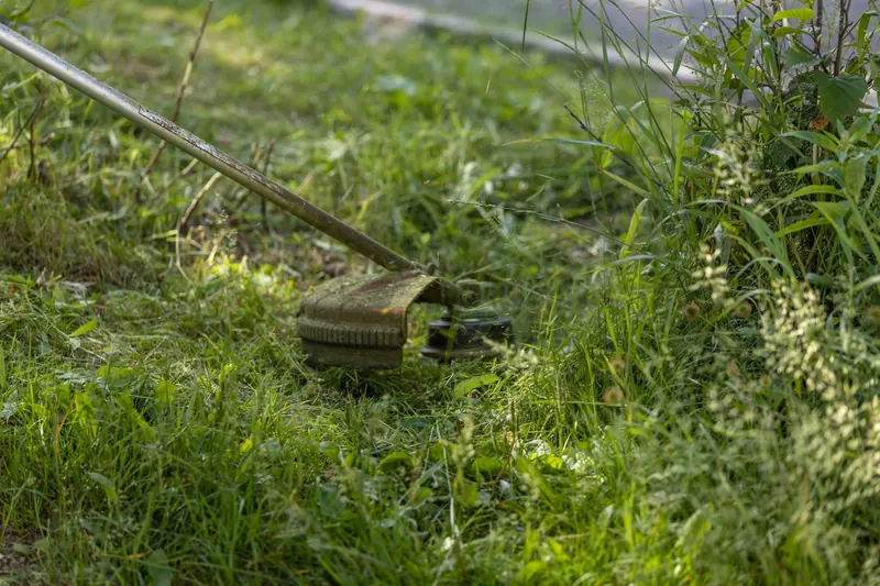 A grass trimmer cutting through a lush, green lawn on a sunny day